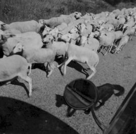Ecole ménagère de Lhuis : voyage scolaire, transhumance des moutons à travers les Causses.