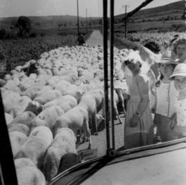 Ecole ménagère de Lhuis : voyage scolaire, transhumance des moutons à travers les Causses.