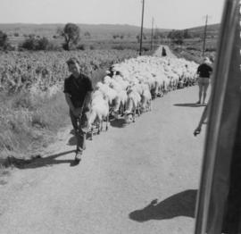 Ecole ménagère de Lhuis : voyage scolaire, transhumance des moutons à travers les Causses.